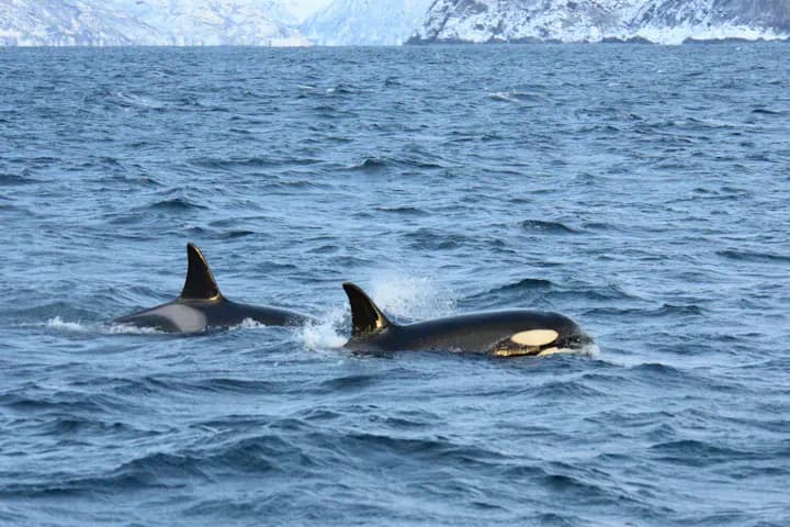 Arctic adventure experience in Tromsø with First Adventures